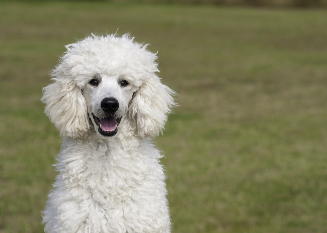 #2. Poodle